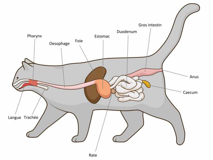 L Appareil Digestif Du Chat Morphologie Des Chats