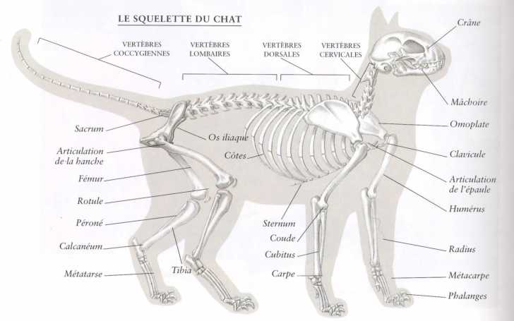 Le Squelette Du Chat Morphologie Des Chats