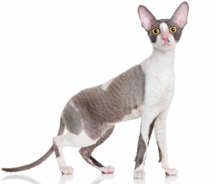 Le Pelage Du Chat Types De Poils Structure Mue