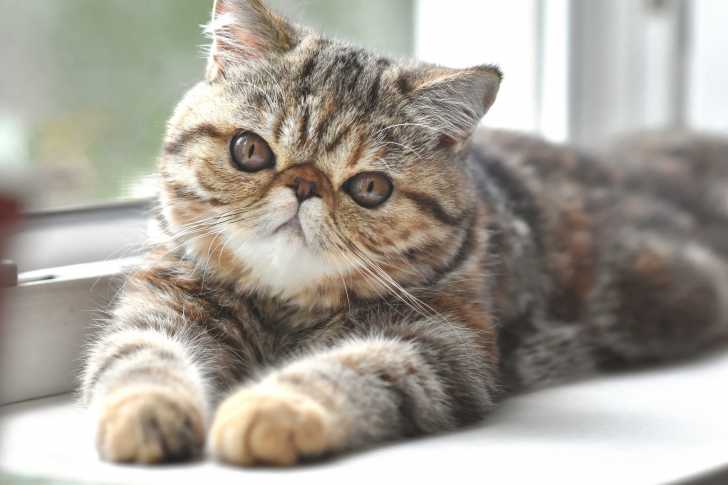 Les Chats Au Nez Ecrase Ou Chats Brachycephales