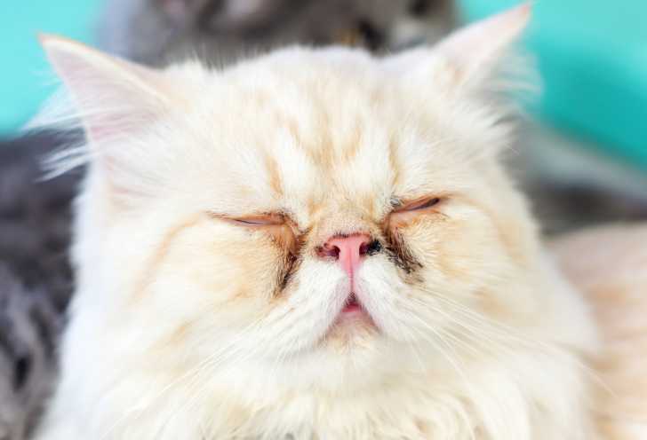 Les Chats Au Nez Ecrase Ou Chats Brachycephales