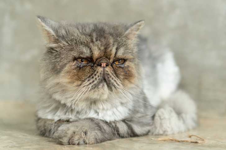 Les Chats Au Nez Ecrase Ou Chats Brachycephales