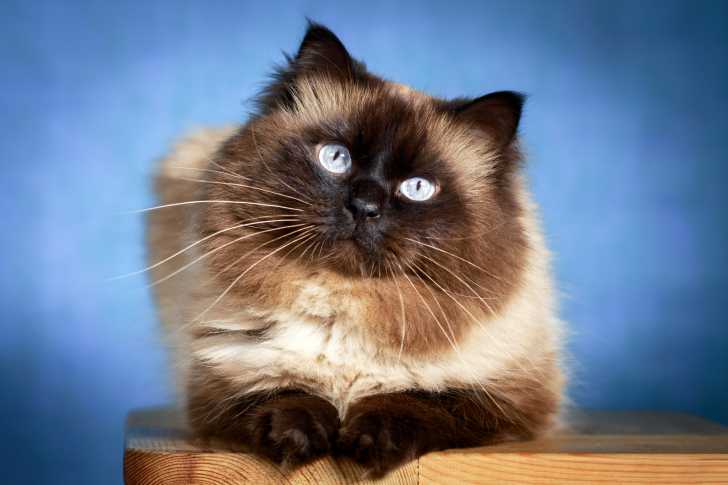 Les Chats Au Pelage Colourpoint Origines Races Reproduction