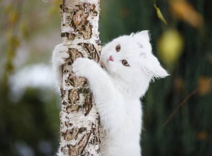 Chats Blancs Caracteristiques Surdite Plus Belles Races