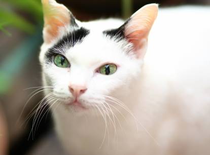 Les Chats Noirs Et Blancs Races Motifs Caractere