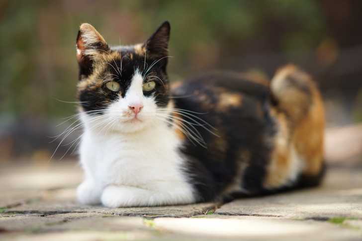 Les Chats Tricolores Calicos Ou Isabelle