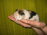 Un chaton tricolore dans les mains de son maitre