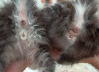 Le derriere d'un chat