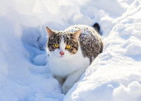 Un beau chat blanc et gris marche dans la neige