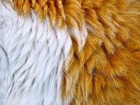 Pelage d'un chat roux et blanc à poil long