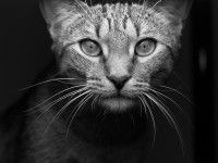 Un chat tigré photographié en noir et blanc
