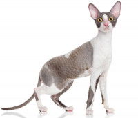 Un chat bicolore à poil court