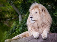 Un lion au pelage très clair dû à un leucisme