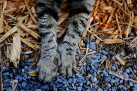 Les pattes d'un chat gris avec 6 doigts