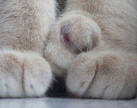 Les risques avec l'hypoplasie radiale