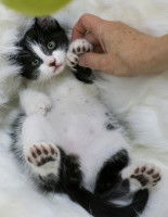 Chaton couché dans une couverture atteint par de la polydactylie