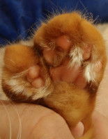 Patte d'un chat roux atteint de polydactylie