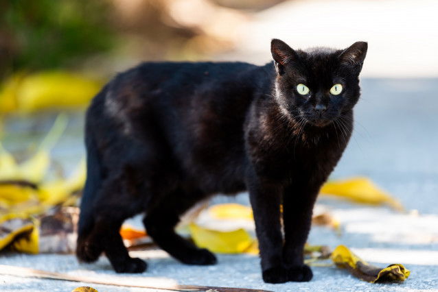 Un beau chat noir debout en extérieur