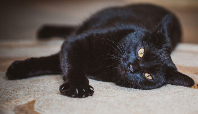Un beau chat noir aux yeux jaunes allongé sur un lit