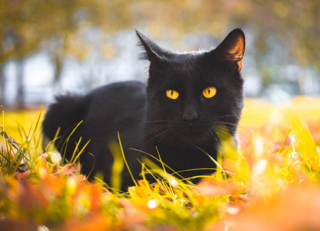 Un beau chat noir aux yeux jaunes dans les herbes d'automne
