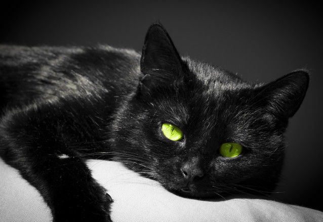 Un chat noir aux yeux verts