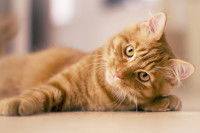 Un beau chat tabby roux aux yeux orange