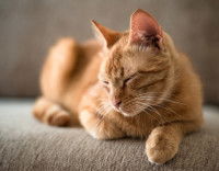 Un beau chat roux tabby en train de dormir