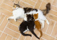 Une chatte tricolore allaite un chaton roux et deux chatons noirs