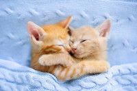 Deux adorables chatons roux dorment ensemble enveloppés dans une couverture