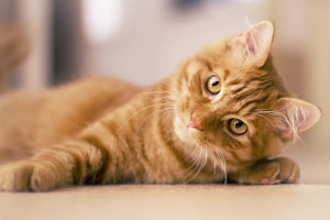 4 faits étonnants sur les chats roux - Wamine