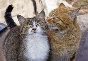 Pourquoi les Chats Roux Envoûtent-ils tant les Amoureux des Félins