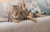 Chat rayé à poil court et aux yeux verts allongé sur un canapé