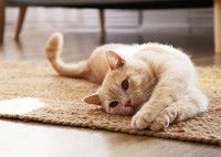 Un chat roux et blanc allongé sur un tapis de sol