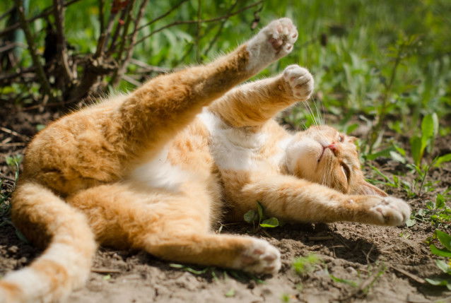Un chat roux et blanc se roule par terre en extérieur