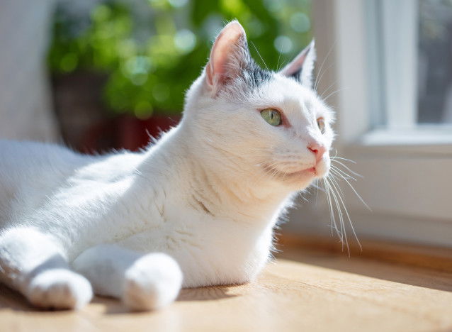 Chat blanc allongé au soleil devant une fenêtre