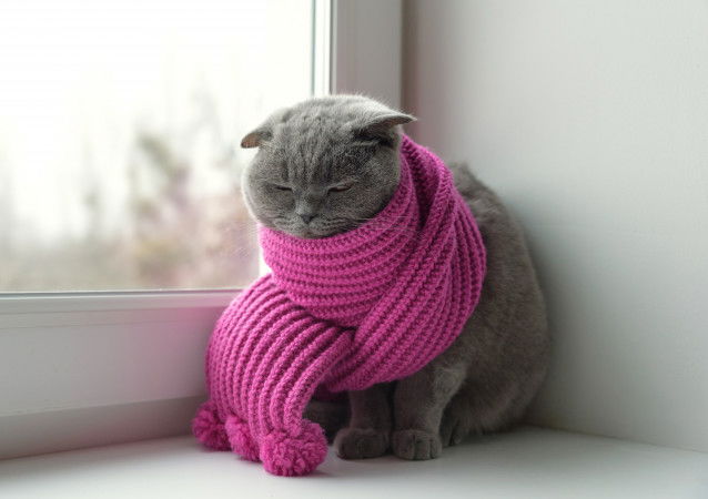 Un chat à poil court porte une écharpe pour le protéger du froid