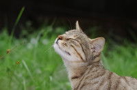 Un chat renifle des odeurs agréables dans l'air du jardin