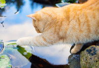 Un chat roux tigré touchant un nénuphar dans un étang
