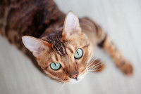Un chat photographié d'en haut