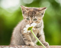 Un chaton tigré reniflant une fleur