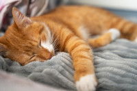 Un chat roux et blanc dort sur une couverture