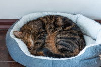 Un chat gris dort dans son panier