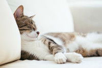 Un chat dort allongé sur un canapé