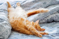 Un chat roux couché sur le dos en train de dormir