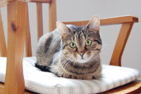 Un chat assis en sphinx sur une chaise