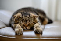 Un chat gris tigré dort allongé sur le ventre