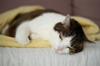 Un chat malade est allongé dans une couverture