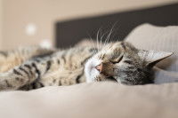 Un chat dort de tout son long sur un lit