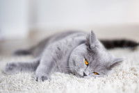 Un chat gris tente de dormir couché sur un tapis