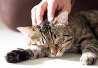 Une femme caresse un chaton en train de dormir